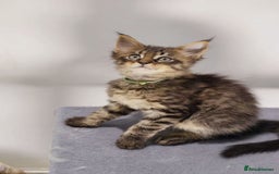 Maine Coon cats for sale: TICA registered Giant Maine coon   - Image 11