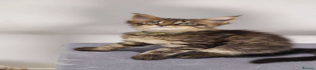 Green collar-male