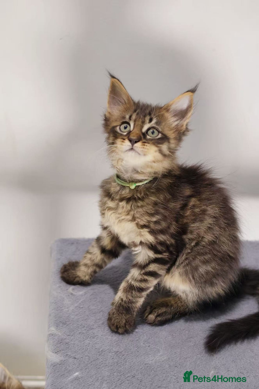 Maine Coon cats for sale: TICA registered Giant Maine coon   - Image 11