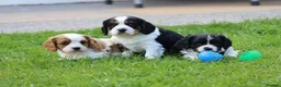 Cavachon dogs for sale: Beautiful Cavachon puppies for sale - Advert 1