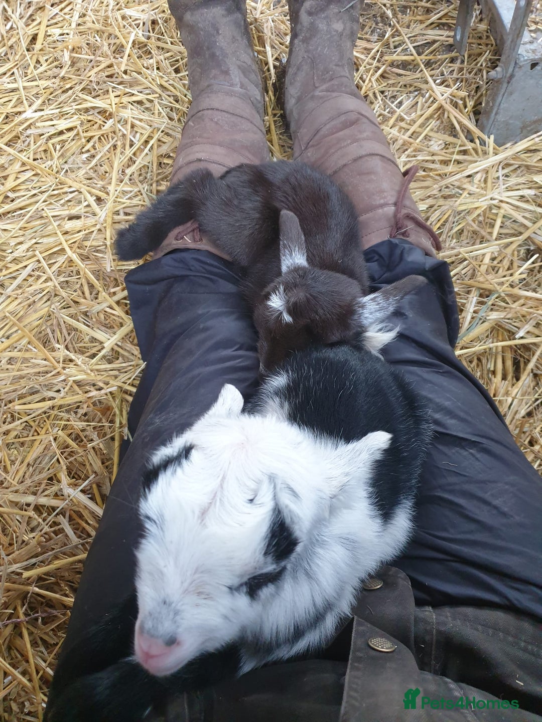 Goats livestock for sale: GORGEOUS NEW BORN BABIES AND FRIENDLY PET WETHERS  - Image 12