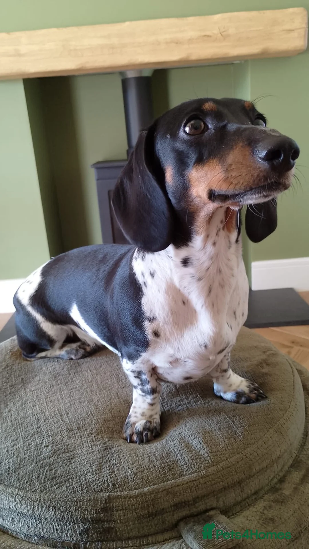 Miniature Dachshund dogs for sale: Lovely litter of miniature dachshund pups in Derby - Advert 2
