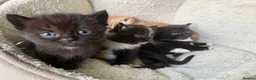 British Shorthair cats for sale: 5 Gorgeous BSH x Scottish Straight Kittens - Advert 6