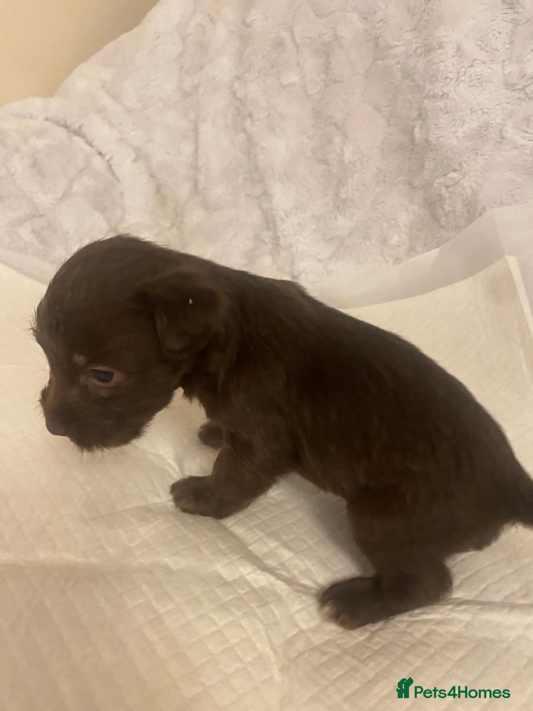 Jackapoo dogs for sale: Jackapoo puppies  - Advert 8