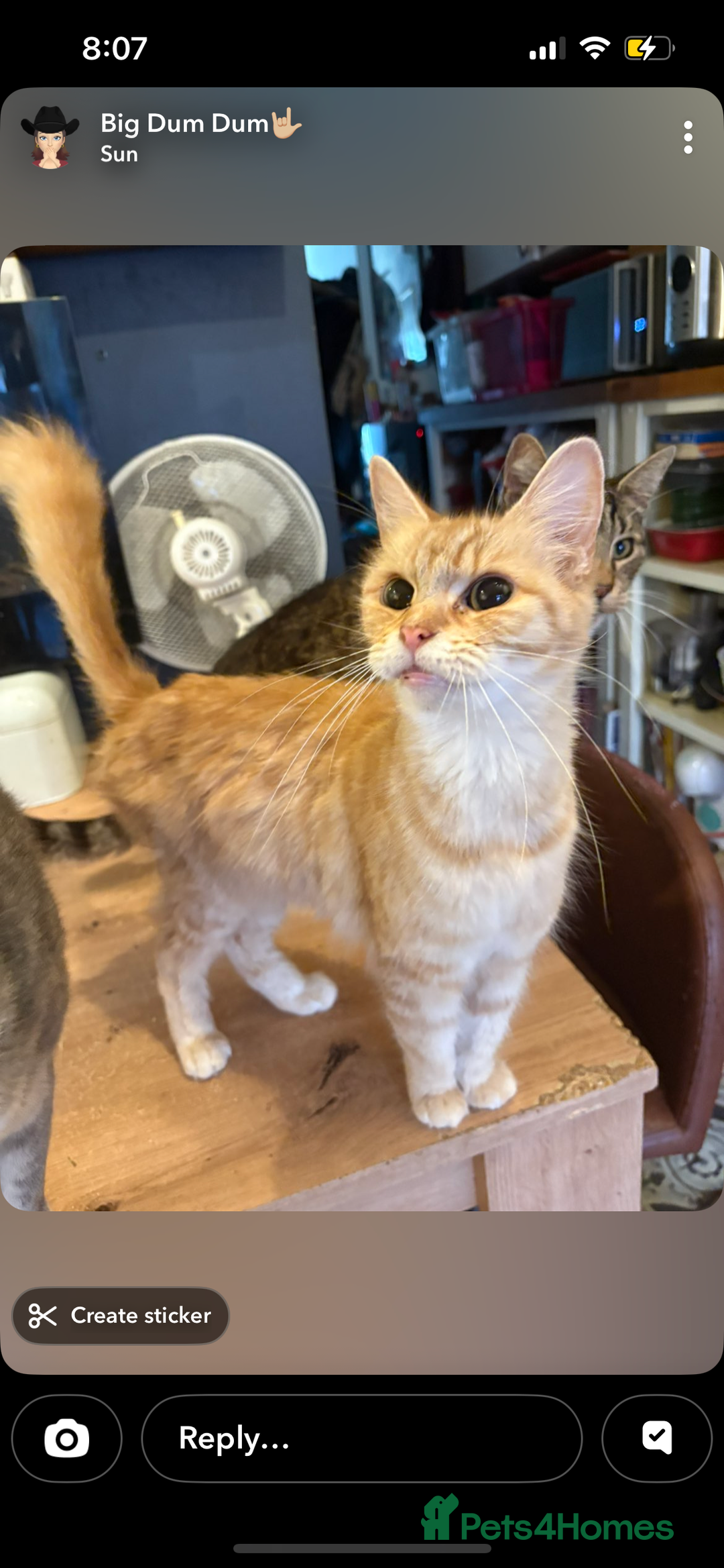 Mixed Breed cats for sale: Sammy and Tammy  - Advert 13