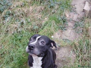 American Bulldog dogs American Bull Dog - Advert 4