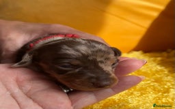 Miniature Dachshund dogs for sale: Miniature Dachshund stunning puppies  - Image 17
