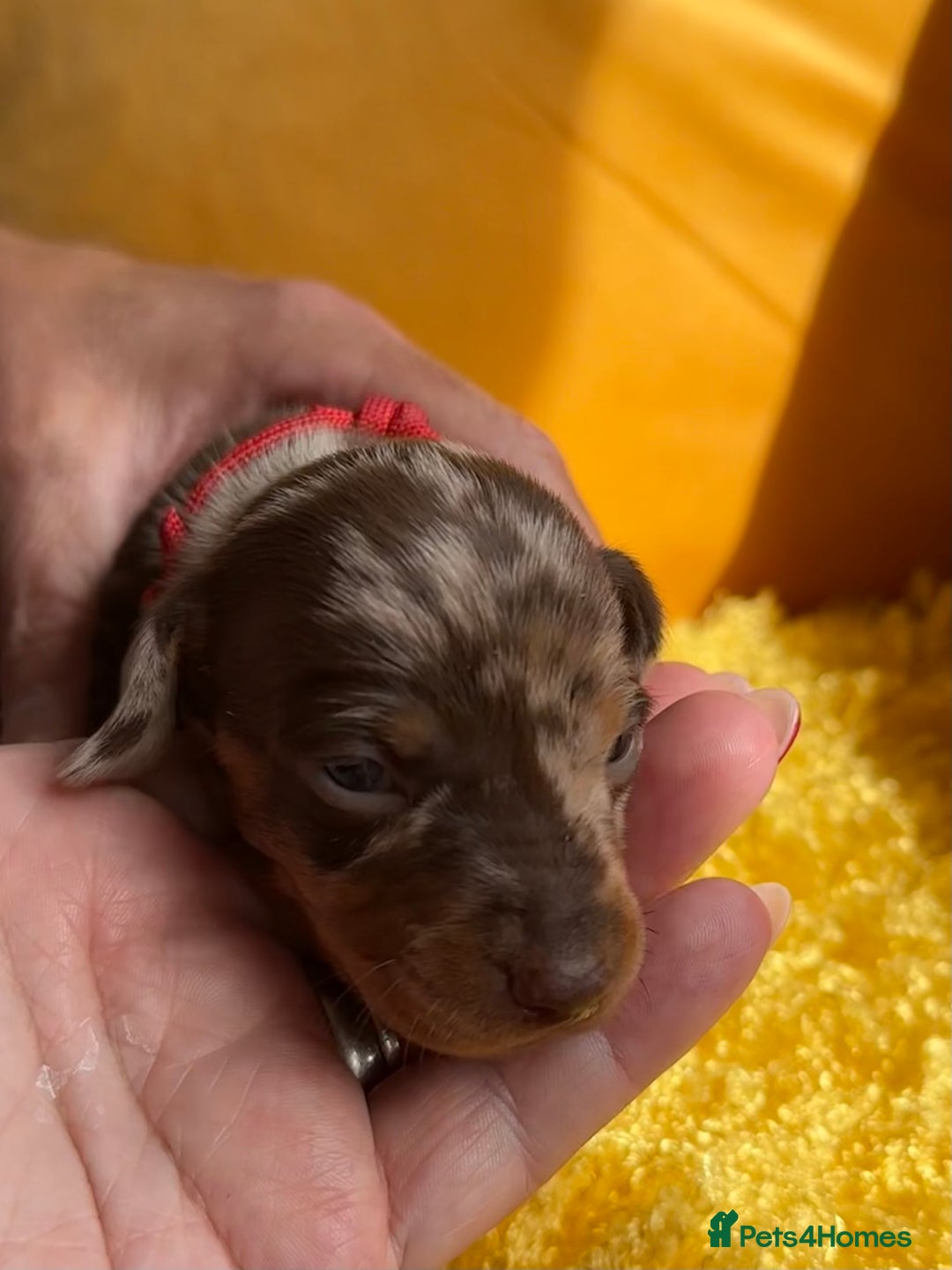 Miniature Dachshund dogs for sale: Miniature Dachshund stunning puppies  - Image 17