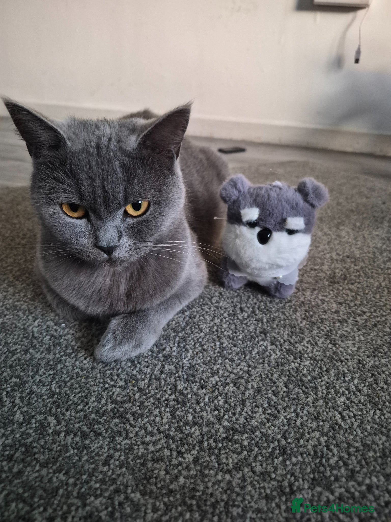 Mixed Breed cats British blue x domestic shorthair tabby - Advert 1