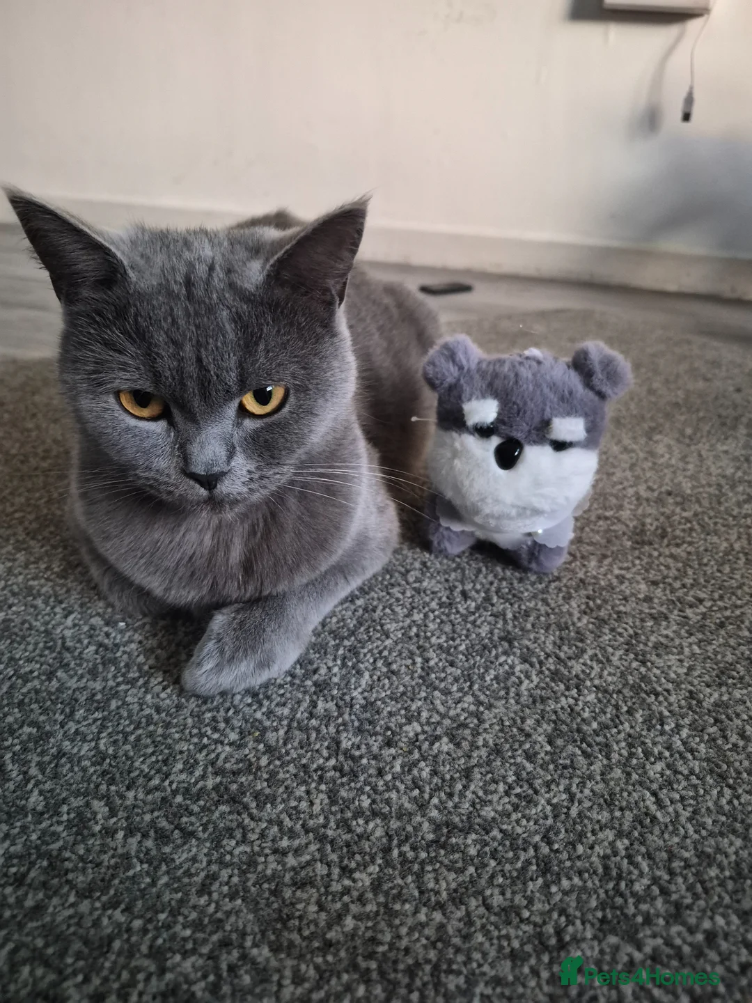 Mixed Breed cats for sale: British blue x domestic shorthair tabby - Advert 1