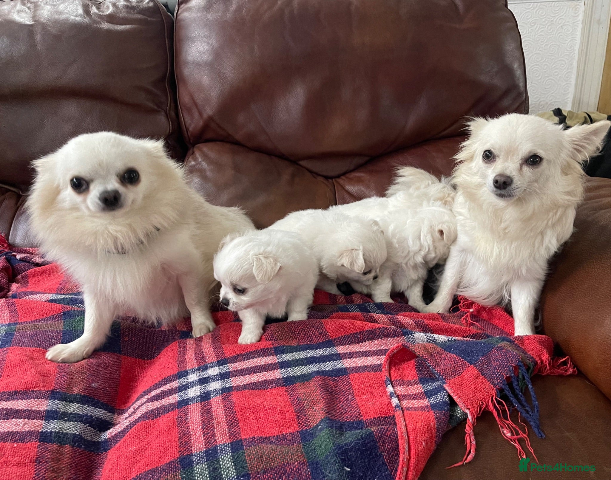 Chihuahua dogs 4 white long coat pups  - Advert 1