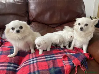 Chihuahua dogs 4 white long coat pups - Advert 1