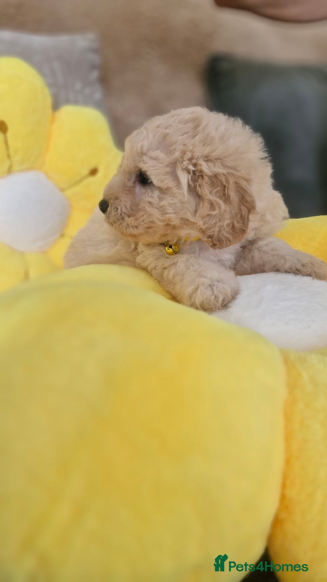 Mixed Breed dogs for sale: Maltipoo puppies  - Image 16
