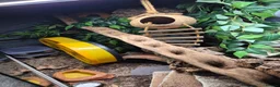 Leopard Gecko reptiles for sale: 3x female leopard geckos with amazing setup - Advert 7