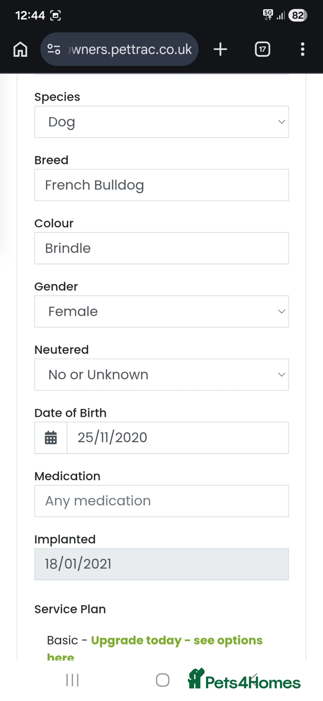 French Bulldog dogs for sale: Ruby  in Wolverhampton - Advert 2