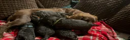 Cockapoo dogs for sale: Miniature f1 cockerpoo’s  - Advert 30