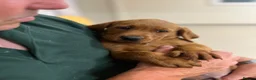 Labrador Retriever dogs for sale: Fully Health Tested, Outstanding Dark Red Puppies - Advert 14