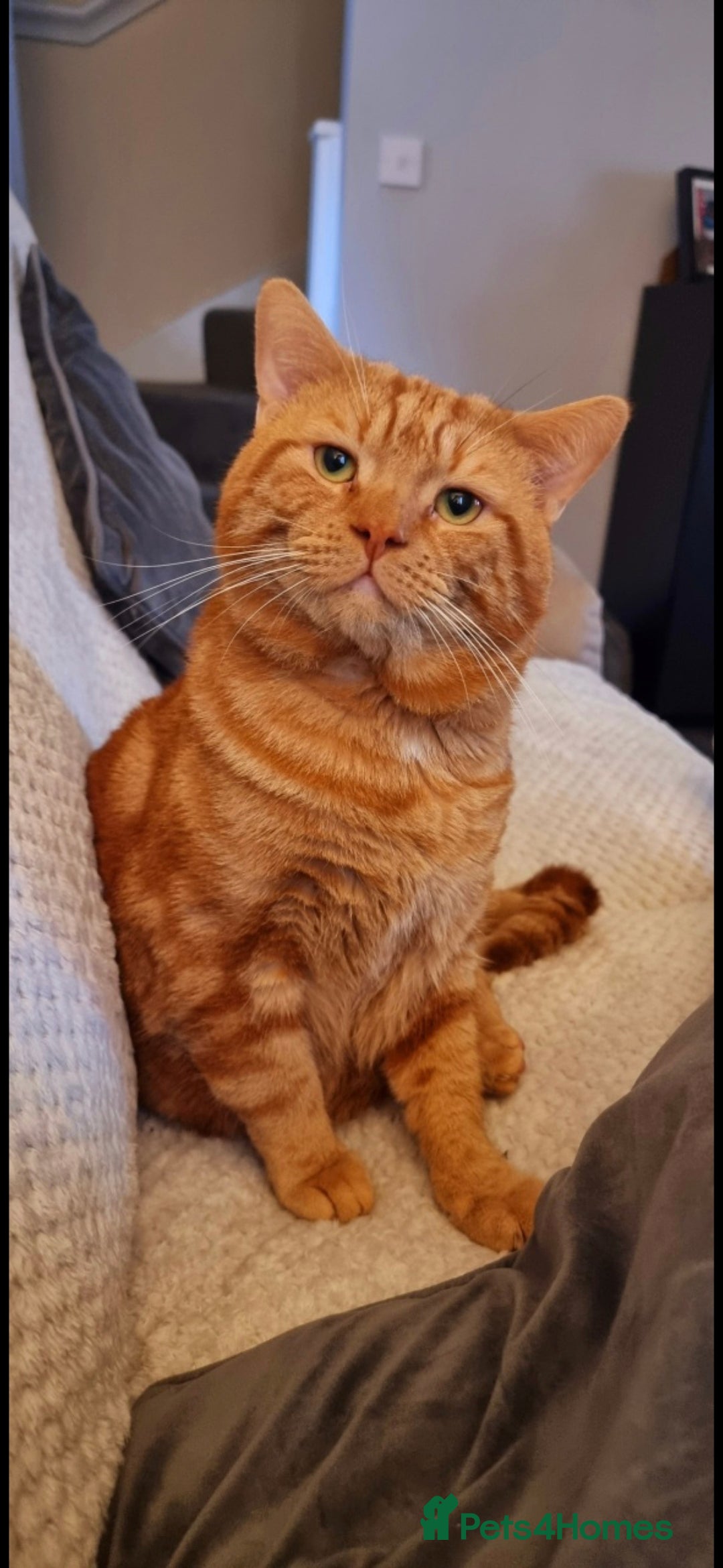 Mixed Breed cats X2 cats  **   - Advert 3