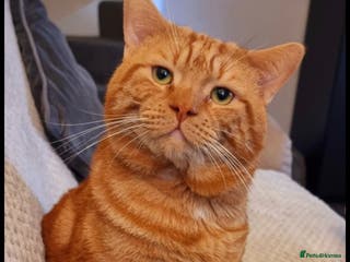 Mixed Breed cats X2 cats ** - Advert 12