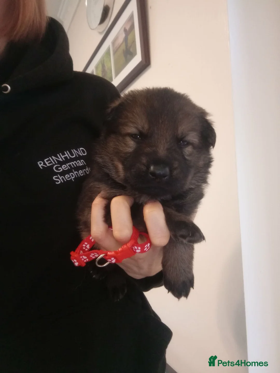 German Shepherd dogs for sale: Czech pedigree puppies from health tested parents in Hinckley - Advert 13