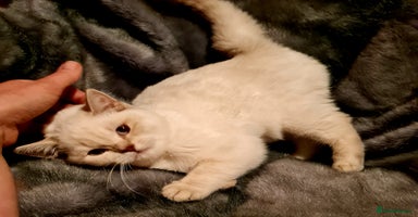 British Shorthair cats - Advert 4