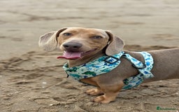 Miniature Dachshund dogs for sale: 2 Minature Dachshund - Image 12