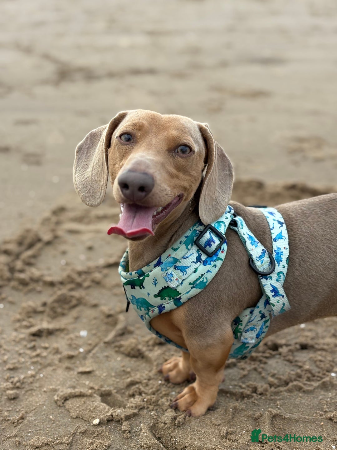 Miniature Dachshund dogs for sale: 2 Minature Dachshund - Image 12
