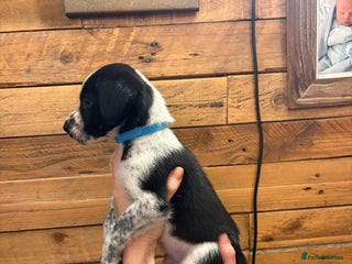 Mixed Breed dogs for sale: Staff/lab/collie pups - Advert 1