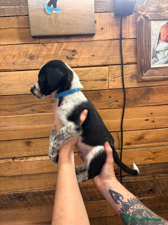 Mixed Breed dogs Staff/lab/collie pups - Advert 10