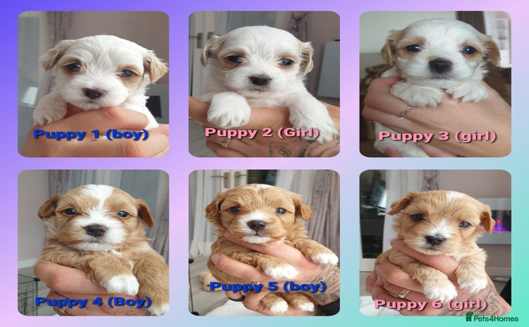 Maltipoo dogs - Advert 1