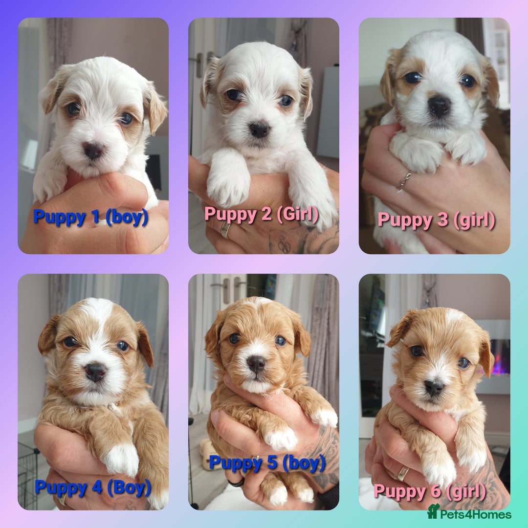 Maltipoo dogs for sale: 6 Pedigree Club registered Maltipoo puppies - Image 1