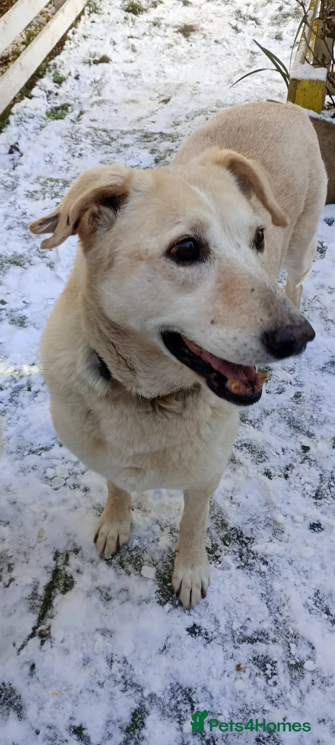 Mixed Breed dogs for adoption: 💖 Meet Kim (or Kimmie!) - Advert 2