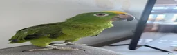 Parrots birds for sale: Amazon Yellow-Headed Parrot in Oldham - Advert 3