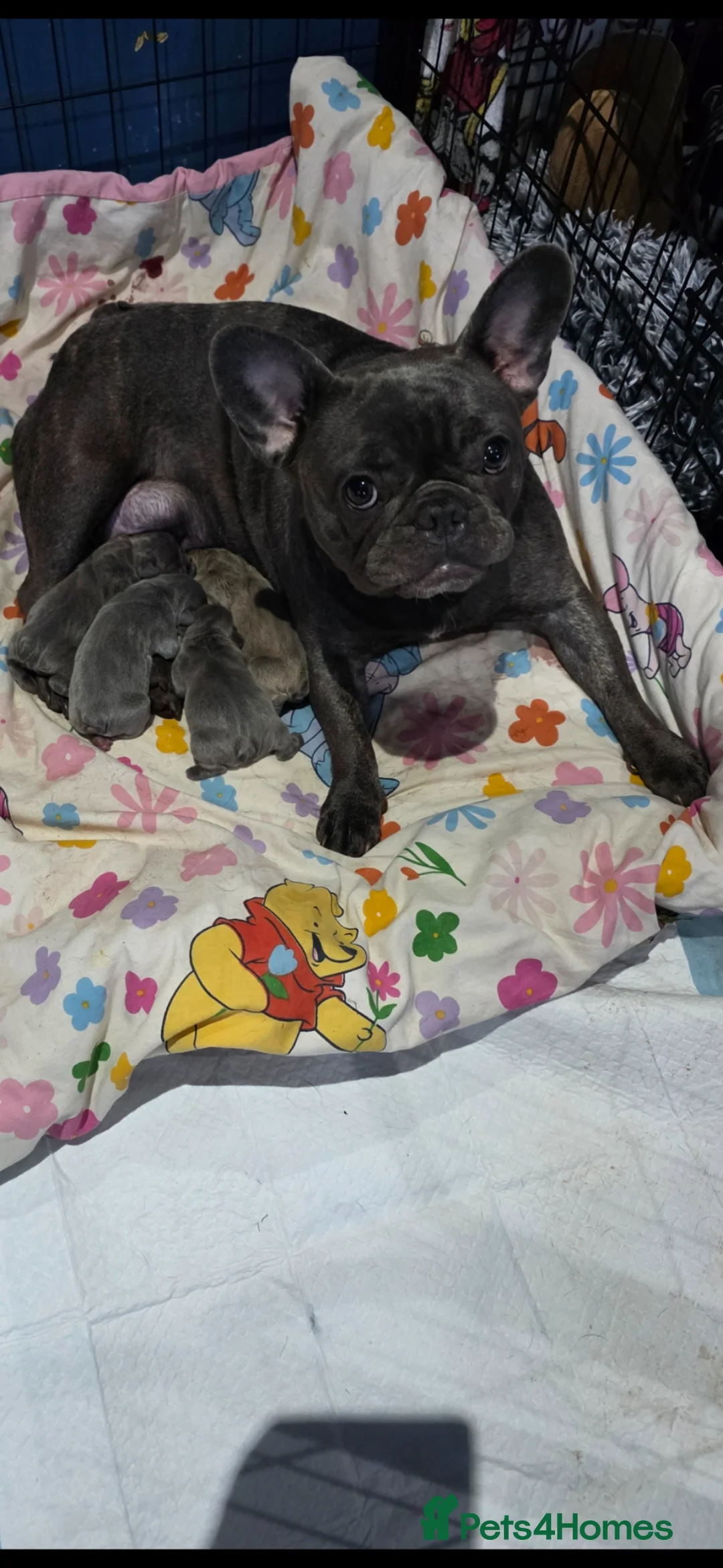 French Bulldog dogs for sale: French Bulldog Puppies! - Advert 1