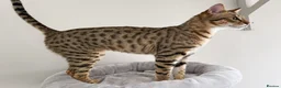 Savannah cats for sale: Sittingpretty Squealer F5 SBT Savannah female - Advert 4