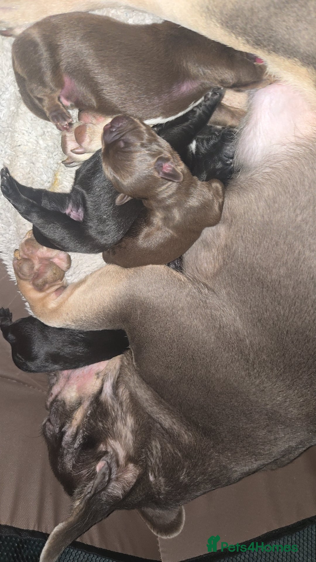 Mixed Breed dogs French sprocker  - Advert 6