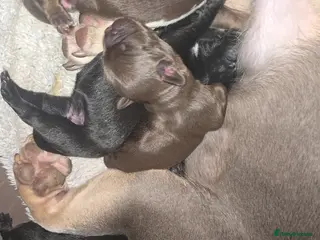 Mixed Breed dogs French sprocker - Advert 2