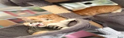 Maine Coon cats for sale: TORTOISESHELL MAINE COON X KITTENS - Advert 28