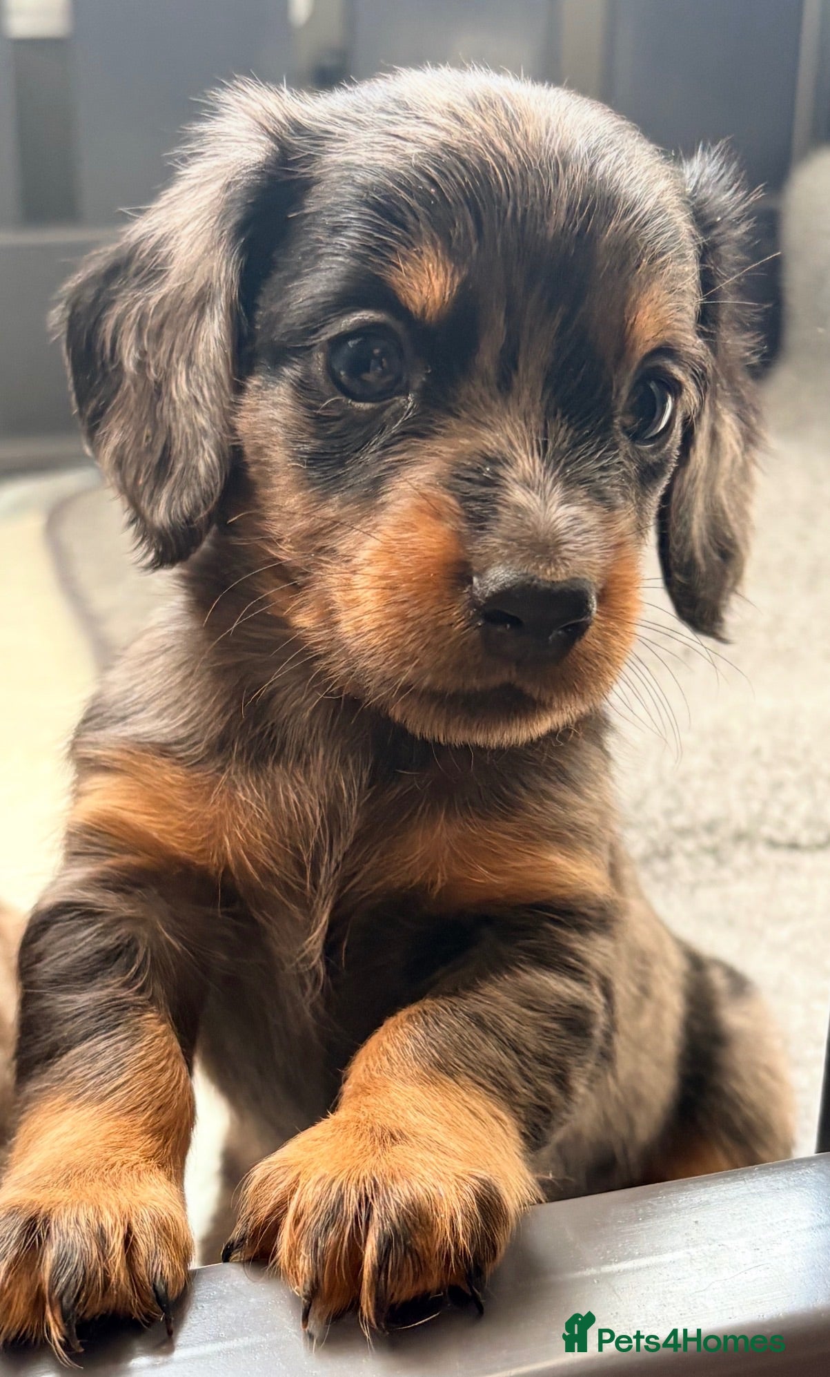 Miniature Dachshund dogs True beautiful tiny mini dachshunds puppies - Advert 3