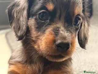 Miniature Dachshund dogs True beautiful tiny mini dachshunds puppies - Advert 3