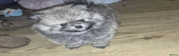 Pomeranian dogs for sale: ❤️ READY NOW! Stunning Pomeranian puppies 🐶❤️ - Advert 25