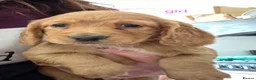 Cocker Spaniel dogs for sale: Beautiful working cocker spaniels - Advert 7