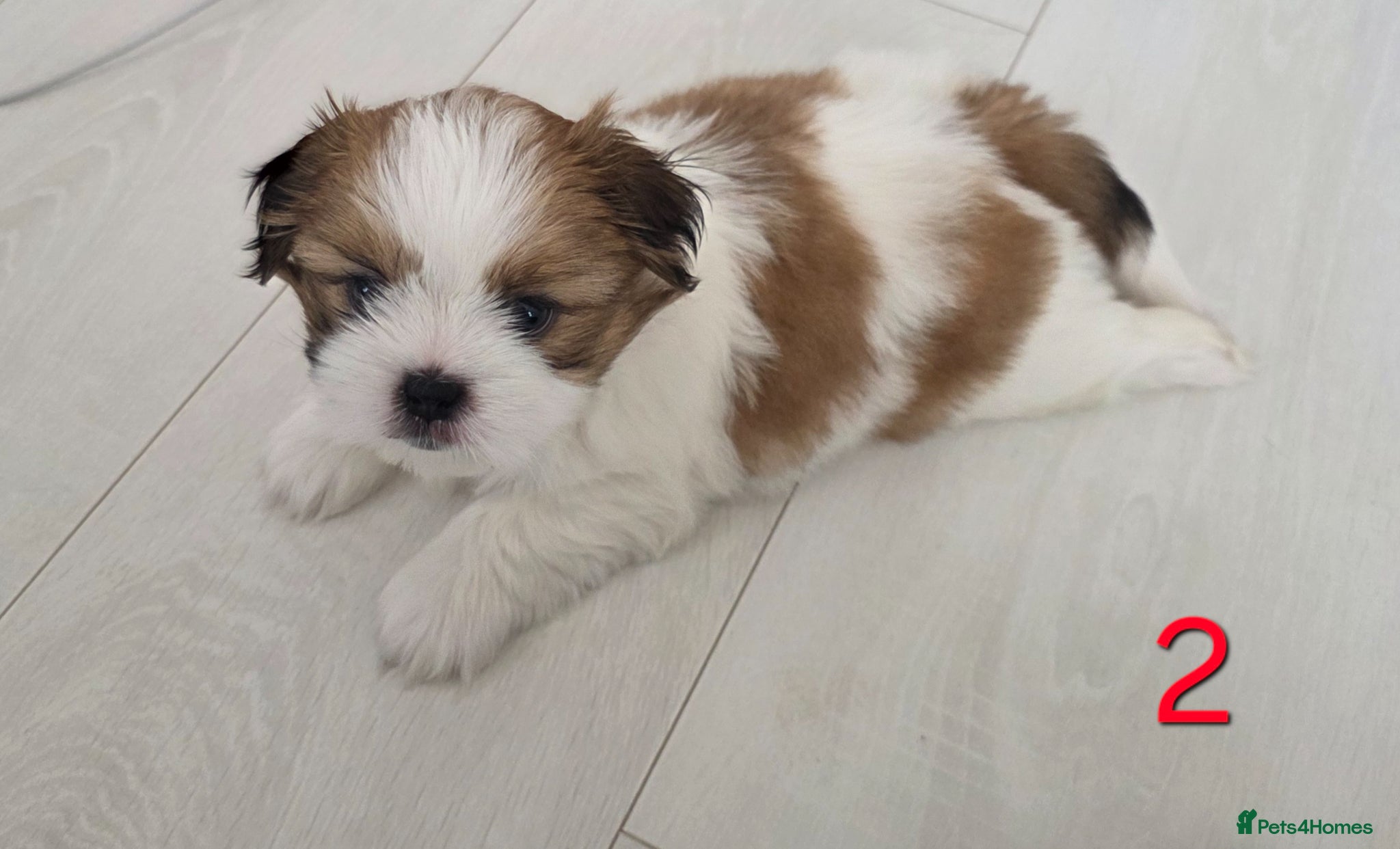 Mixed Breed dogs for sale: Beautiful 4 puppies (4 boys) - Advert 7