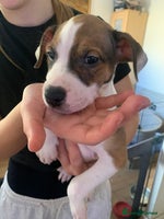 Staffordshire Bull Terrier dogs - Advert 3