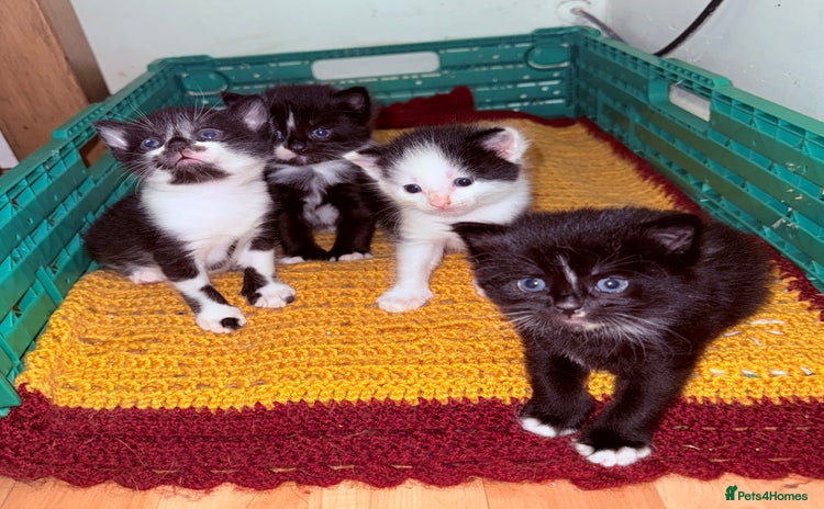 Mixed Breed cats - Advert 12