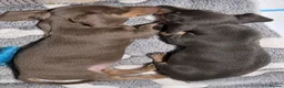 Miniature Dachshund dogs for sale: Beautiful miniature dachshunds in Southminster - Advert 3