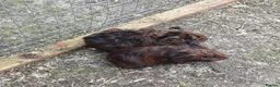 Guinea Pig rodents for sale: Baby boy guinea pigs  available soon - Advert 13