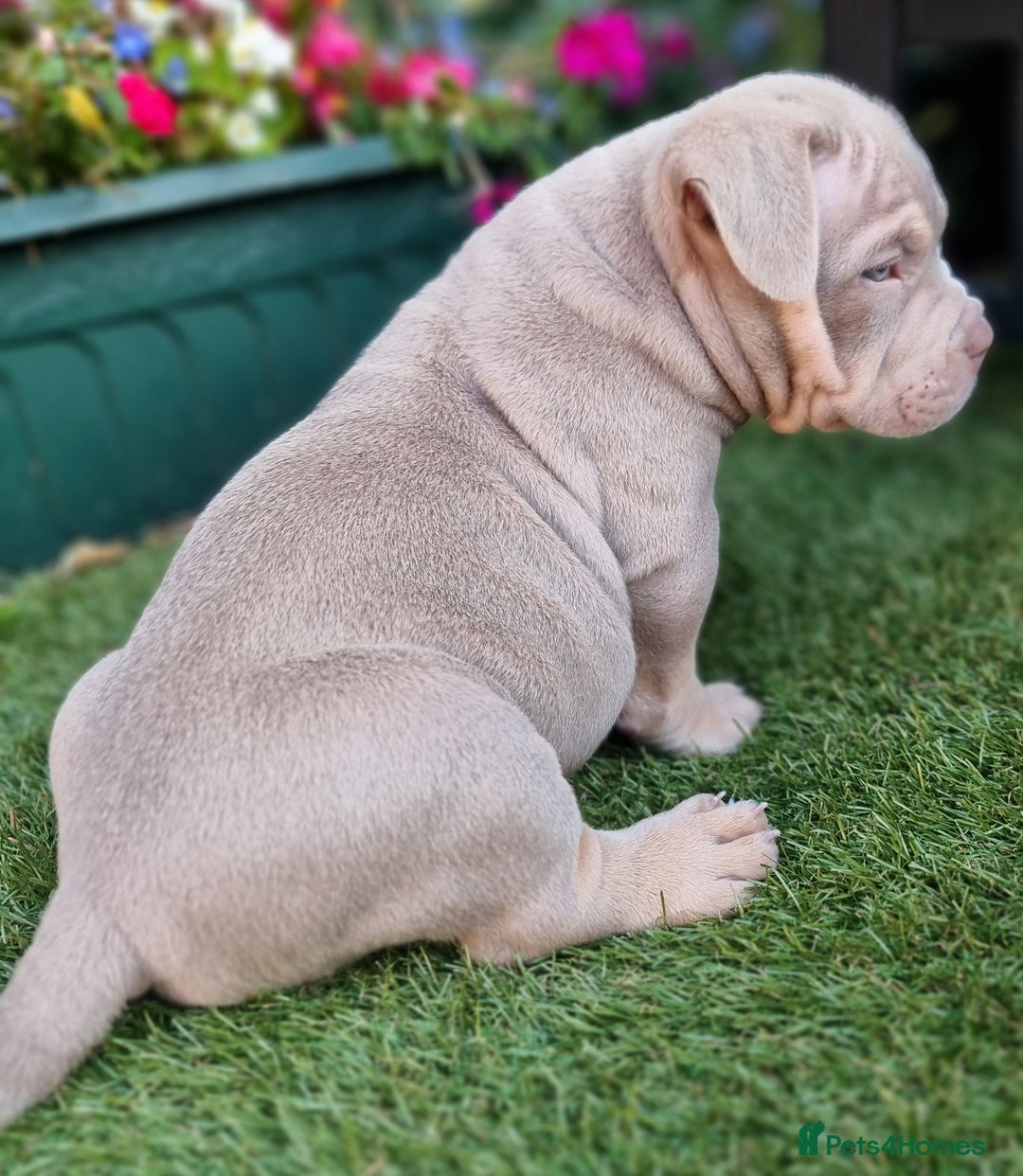 American Bully dogs for sale: Pocket bully  - Image 5