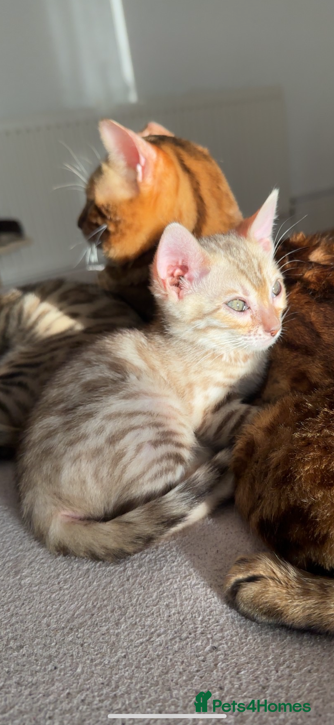 Bengal cats for sale: Pure Bred Bengals 1 BOY & 1 GIRL AVAILABLE!💓 - Advert 6