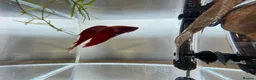 Bettas fish for sale: Betta sale!!  - Advert 7